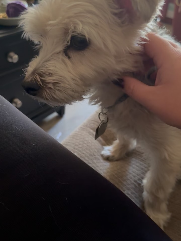 A small white dog receiving gentle attention indoors during a pet sitting visit.
