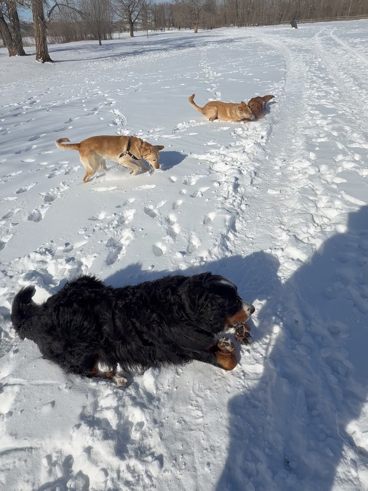 Several dogs playing in the snow during an outdoor park visit.
