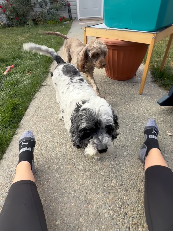 Two dogs visiting during a backyard pet sitting session.
